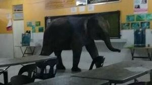 Bagai Jumanji! Saat Gajah, Babi Hutan, dan Sapi Nyelonong Masuk Kota