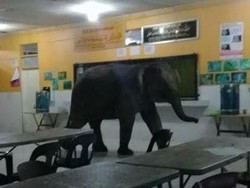 Bikin Geger! Gajah Nyelonong di Kantin Sekolah