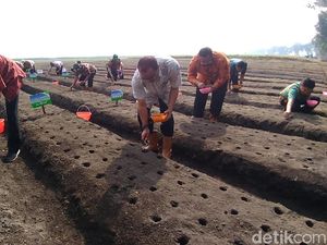 Bantu Pemerintah Kurangi Impor, PTPN X Tanam Kedelai