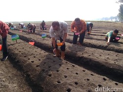 Bantu Pemerintah Kurangi Impor, PTPN X Tanam Kedelai