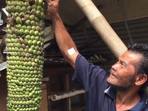 Super Panjang, Pisang Seribu Hebohkan Warga Depok