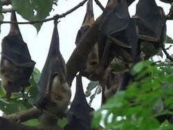 Viral Sup Kelelawar Picu Wabah Virus Corona, Pakar Vaksin Angkat Bicara