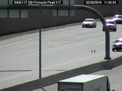 Bikin Repot! Anak Anjing Lari ke Jalan Tol Lalu Dikejar Polisi