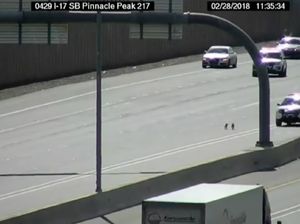 Bikin Repot! Anak Anjing Lari ke Jalan Tol Lalu Dikejar Polisi Bikin Repot! Anak Anjing Lari ke Jalan Tol Lalu Dikejar Polisi