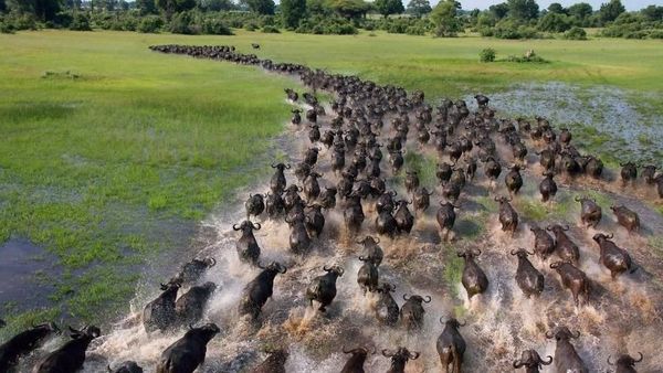 Potret Migrasi Para Hewan yang Menakjubkan
