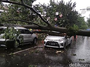 Pohon Besar Timpa Dua Mobil di Jalan Riau Bandung
