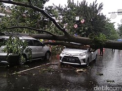 Pohon Besar Timpa Dua Mobil di Jalan Riau Bandung