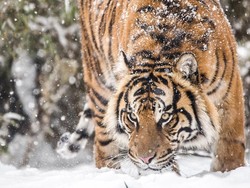 Harimau Liar Tertangkap Kamera 2 Kali Melahirkan di Riau