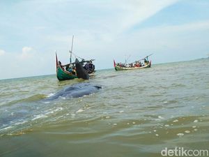 Video Paus Raksasa Terdampar di Pantai Situbondo