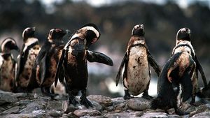 Karena Ulah Manusia Para Hewan Ini Sungguh Sengsara