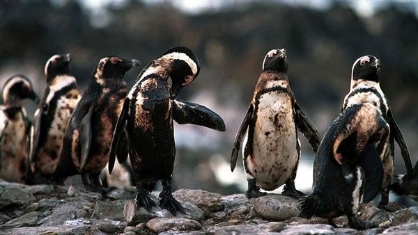 Karena Ulah Manusia Para Hewan Ini Sungguh Sengsara