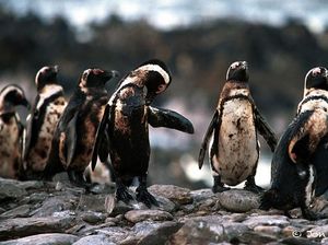 Karena Ulah Manusia Para Hewan Ini Sungguh Sengsara