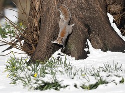 Tupai-tupai Terserang Wabah, Wisata Alam Ditutup Sementara