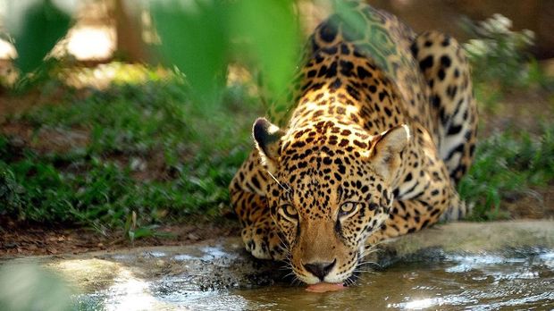 TO GO WITH AFP STORY by Yana MarullA captive jaguar drinks water in an enclosure at Petro Velho Farm, a refuge of the non-governmental organization NEX in Corumba de Goias, about 80 km from Brasilia, on January 11, 2013. Nex, an NGO aimed at preserving and defending the life of endangered Brazilian wild cats, has a sanctuary in the state of Goias which receives big cats from across the country which cannot return to nature.  AFP PHOTO/Evaristo SA / AFP PHOTO / EVARISTO SA