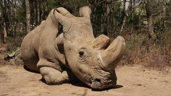 Nasib Badak Putih Utara Jantan Terakhir di Dunia yang Sakit-sakitan