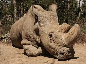 Nasib Badak Putih Utara Jantan Terakhir di Dunia yang Sakit-sakitan