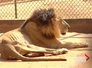 Duh! Hewan di Kebun Binatang Venezuela Saling Makan karena Kelaparan