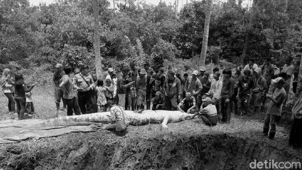 Cerita Ngeri Buaya Terkam Warga di Penjuru Indonesia