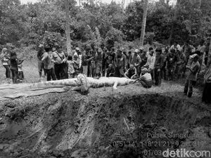 Cerita Ngeri Buaya Terkam Warga di Penjuru Indonesia