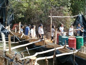 Pabrik Minyak Ilegal di Hutan Digerebek, Motor dan 10 Drum Disita