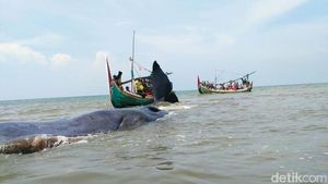 Penampakan Paus Terdampar di Situbondo yang Jadi Wisata Dadakan