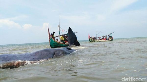 Penampakan Paus Terdampar di Situbondo yang Jadi Wisata Dadakan