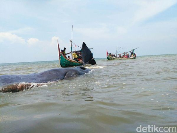 Penampakan Paus Terdampar di Situbondo yang Jadi Wisata Dadakan
