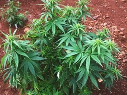 Birokrasi Ganja Obat di New South Wales Dipangkas Demi Pasien