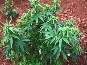 Birokrasi Ganja Obat di New South Wales Dipangkas Demi Pasien Birokrasi Ganja Obat di New South Wales Dipangkas Demi Pasien