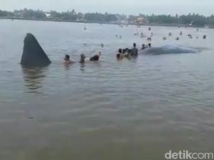 Paus Terdampar di Pantai Situbondo Berusia Remaja