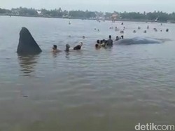 Seekor Paus Terdampar di Pantai Situbondo