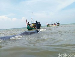 Berupaya Lindungi Paus, Ini yang Dilakukan Petugas Penyelamat