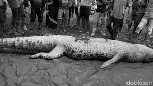 Penampakan Buaya Berisi Potongan Tubuh Manusia di Kaltim