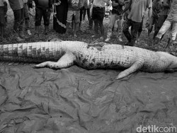 Wujud Buaya yang Telan Bagian Tubuh Manusia di Kaltim