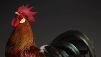 Kalau Lihat Foto Ini Mungkin Jadi Segan Makan Ayam