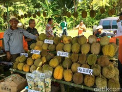 Gelar Festival Durian Pertama, Desa Kalijaya Punya Durian Siroti hingga Sigebrek