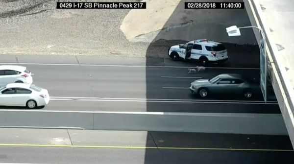 Foto: Kejar-kejaran 1 Jam Polisi-Anak Anjing Bikin Heboh Jalan Tol