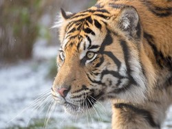 Harimau Liar Mangsa Sapi di Pelalawan Riau