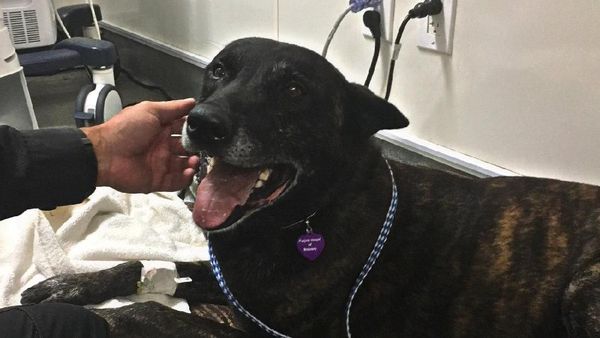 Kisah Anjing yang Nyaris Ompong Gara-gara Lumpuhkan Penjahat