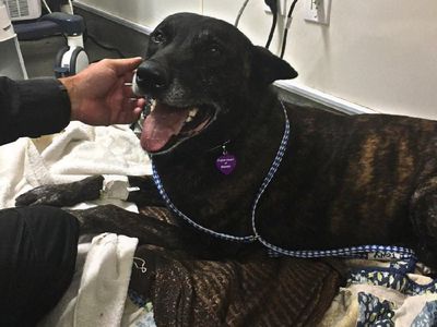 Kisah Anjing yang Nyaris Ompong Gara-gara Lumpuhkan Penjahat