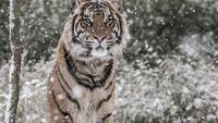 Potret Harimau Sumatera Saat Salju Selimuti London