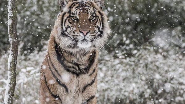 Potret Harimau Sumatera Saat Salju Selimuti London