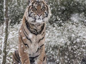Potret Harimau Sumatera Saat Salju Selimuti London Potret Harimau Sumatera Saat Salju Selimuti London