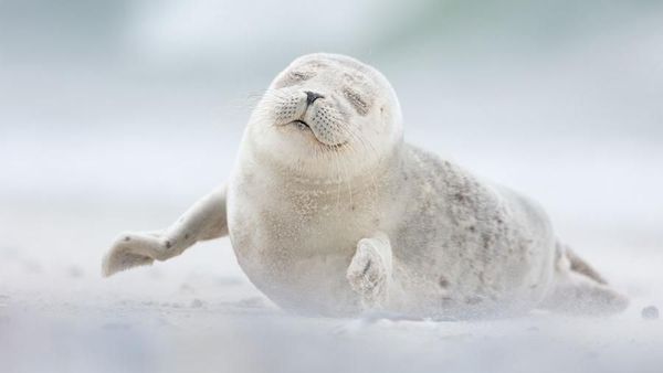 Karya Memukau Finalis Kontes Foto Smithsonian