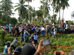 Diduga Terkam Warga, Buaya di Kaltim Ditembak