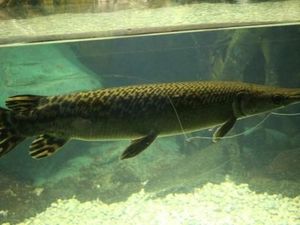 Liburan Seru Minggu Ini, Melihat Ikan Buaya di TMII