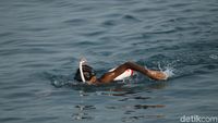 10 Jam Berenang Para Penakluk Selat Sunda Tiba di Merak