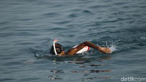 10 Jam Berenang Para Penakluk Selat Sunda Tiba di Merak