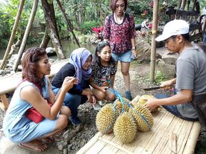 Liking Durian Garden, Sensasi Makan Durian Langsung di Bawah Pohon