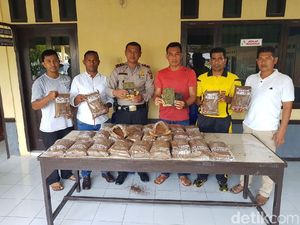 Samarkan Ganja dengan Campuran Bubuk Kopi, Guru SD Ditangkap